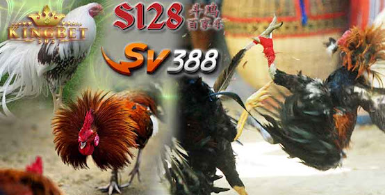 SV388 LIVE SABUNG AYAM ONLINE INTERNATIONAL BANDAR JUDI ONLINE TERPERCAYA DI INDONESIA 