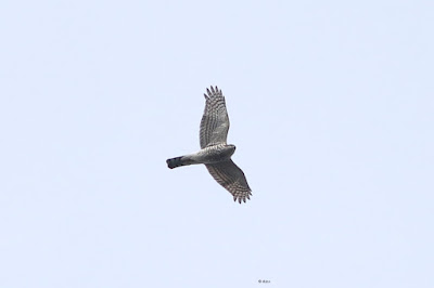 Eurasian Sparrowhawk