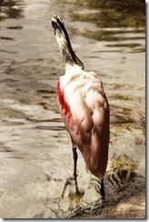 IMG_0541 copy
