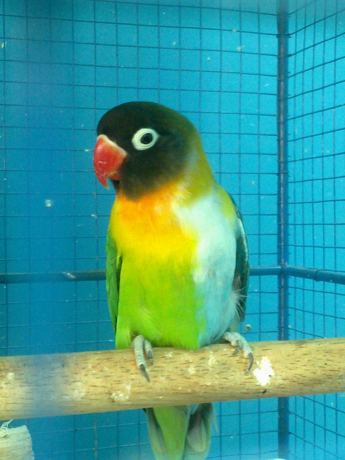  Animasi  Kartun Lovebird Gambar Kartun