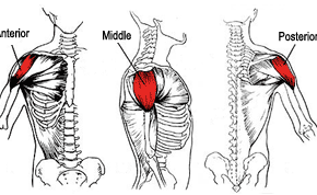 Shoulder anatomy of the rear delt