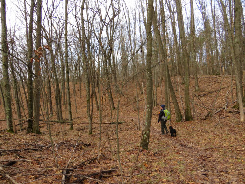 hiker in the woods