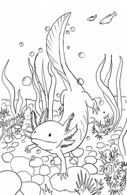 Baby Cute Axolotl Coloring Page Free Printable for Kids