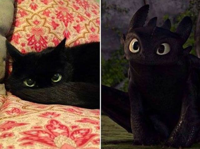 kucing mirip how to train your dragon
