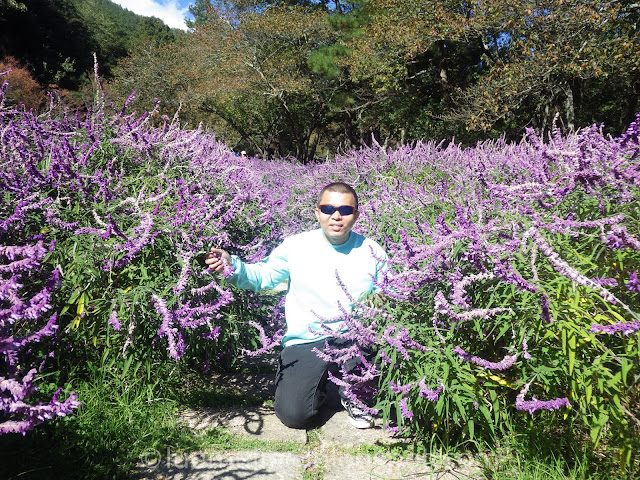 Wuling Farm maple autumn foliage