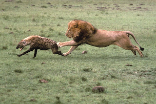 lions NEAT TO ATTACK ON hyenas