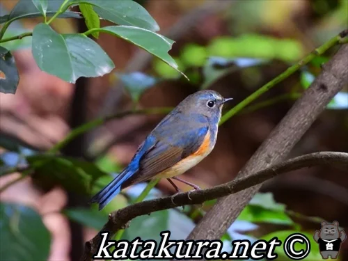 るりびたき,ルリビタキ,台湾の鳥,台湾野鳥,渡り鳥,野柳,女王岩,金山区,台湾