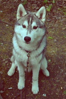 Husky Dogs