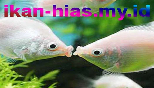 Kissing Gourami