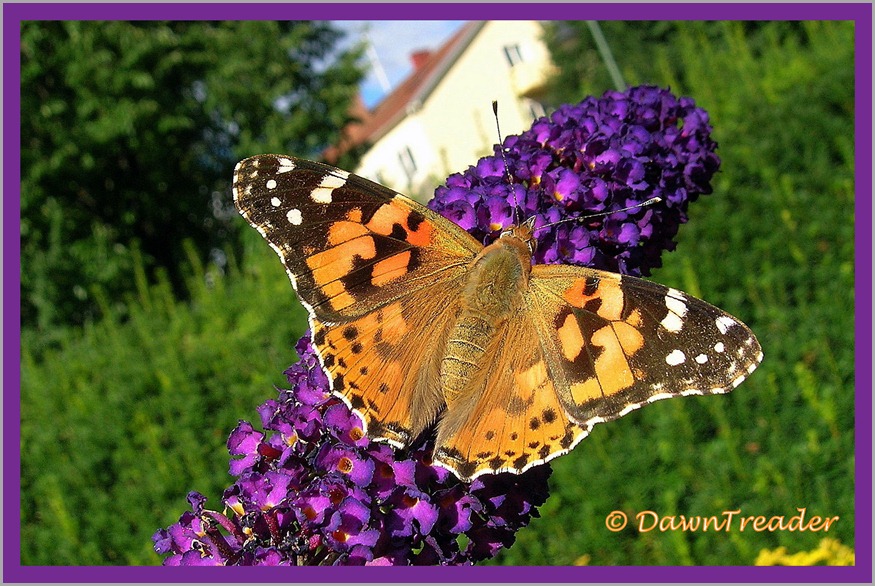 2010-08-30-1dt butterfly cynthia