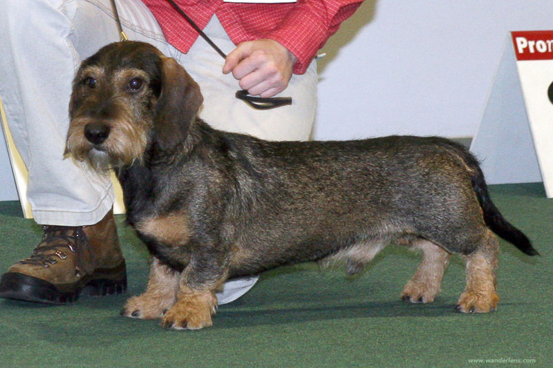 long haired dachshund mix. long haired dachshund mix.