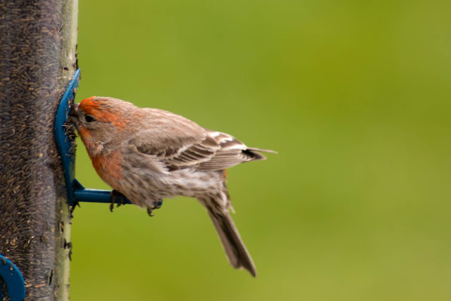 House Finch Birds