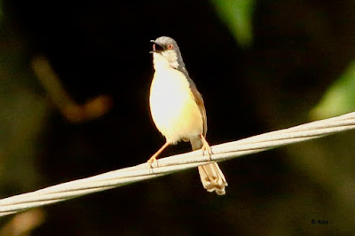 Ashy Prinia