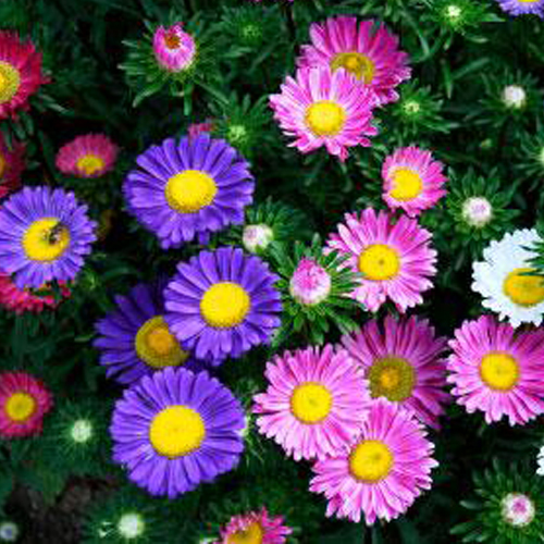 Aster گوڵی ئەستەر