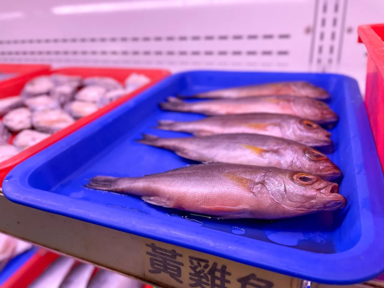 [高雄][林園]阿香澎湖碳烤｜當天現捕漁獲、超大魷魚、澎湖鮮蚵、現煮小卷麵線超狂豐富食材吃到飽｜平價碳烤CP值超高