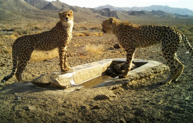 Asiatic Cheetah