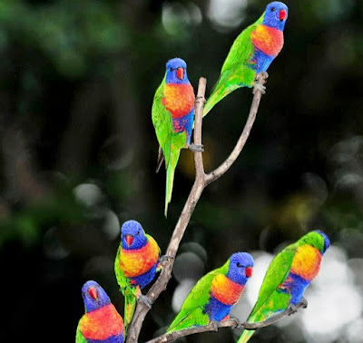 PARROT HD WALLPAPER FREE DOWNLOAD 04