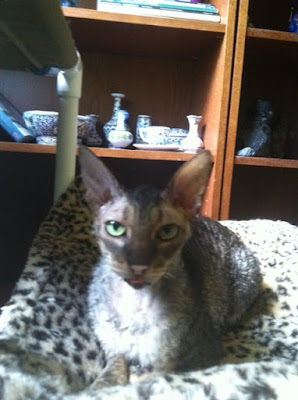 Kely the Cornish Rex cat in the sun on the hammock