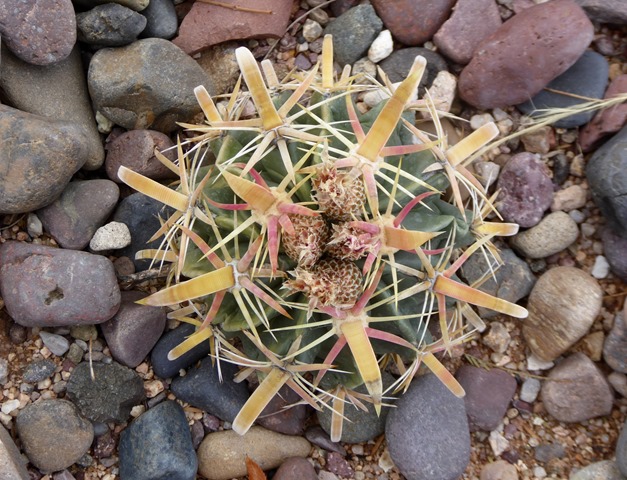 P1180453