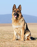 Grooming a German Shepherd