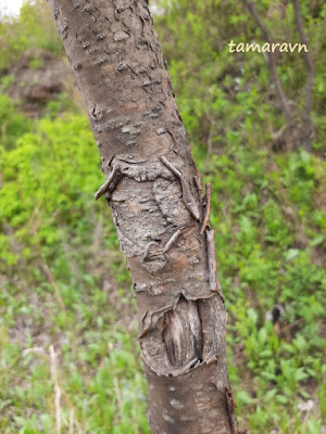 Маакия амурская (Maackia amurensis)