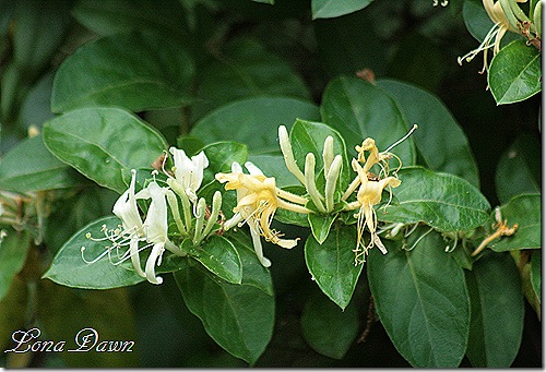 Honeysuckle