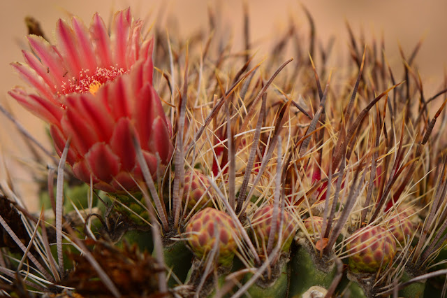 amy myers photography, desert, ferocactus, cactus, bloom, flower, sonoran, journal of a thousand things