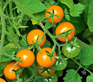 The secret farmer for growing tomatoes in winter