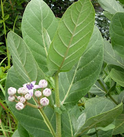 Widuri (Calotropis gigantean Dryand.)