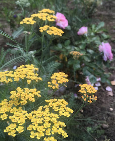 achillée millefolium terracotta et rose blue girl