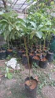 Jual Bibit Alpukat, Budidaya Alpukat, Berkebun Alpukat, Jenis Alpukat Unggul, Alpukat Mentega, Alpukat Miki, - Banyak yang bertanya kenapa harus budidaya alpukat? Jawaban dari beberapa orang memang berbeda beda. Tetapi kebanyakan menjawab “Karena ingin mendapatkan keuntungan dari hasil panen alpukat”, mungkin anda juga berfikir demikian. Sebenarnya pemikiran seperti itu adalah alasan yang cukup untuk mencoba budidaya alpukat, tetapi sebaiknya anda memperbanyak informasi dalam teknik dan cara menanam alpukat yang baik dan benar.