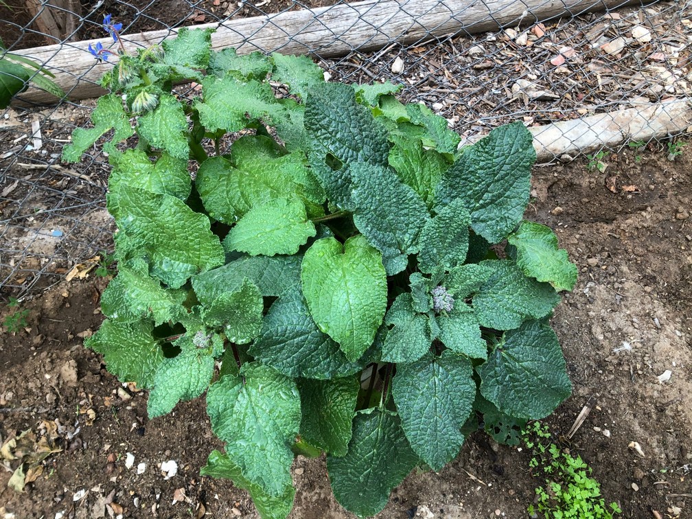 Growing borage in a pot is a great option if you don’t have much space in your garden. You can use any type of  pots that’s at least 12 inches deep with ample drainage holes.