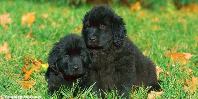 newfoundland dog