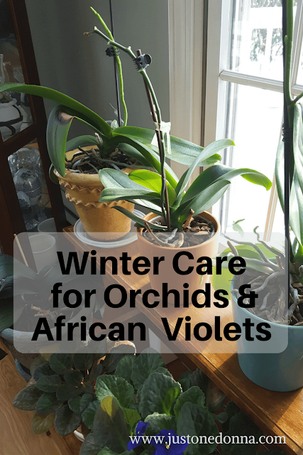 Caring for Orchids and African Violets in Winter