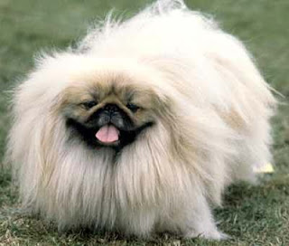 Pekingese