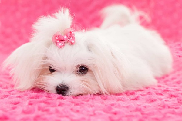 Cheap Teacup Maltese Puppies For Sale Near Me