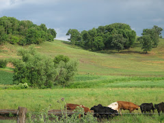 The Cows