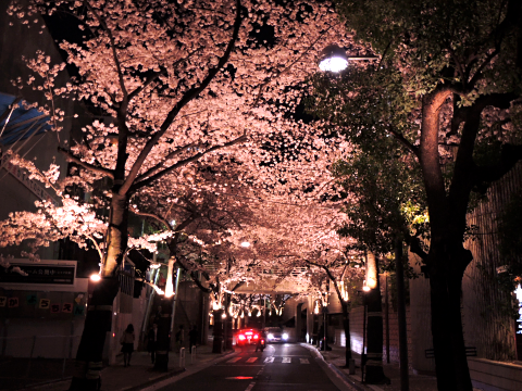 アークヒルズ周辺の夜桜ライトアップ