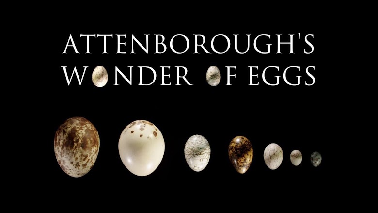 Attenborough's Wonder of Eggs (2018)
