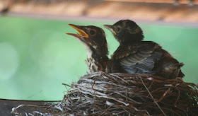 Robin nest, baby birds ~ the miracle of life :: All Pretty Things