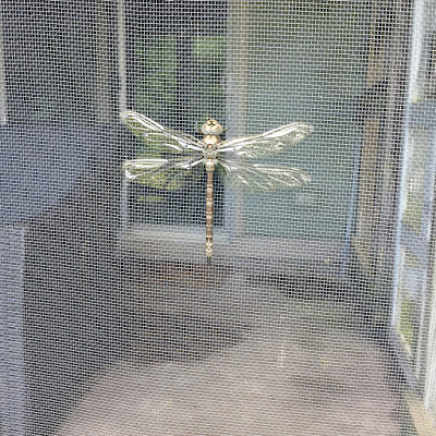 dragonfly on patio screen