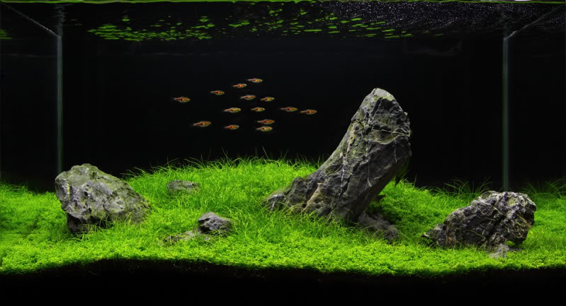 Manage your freshwater aquarium, tropical fishes and plants: Iwagumi  Art Of Aquascaping