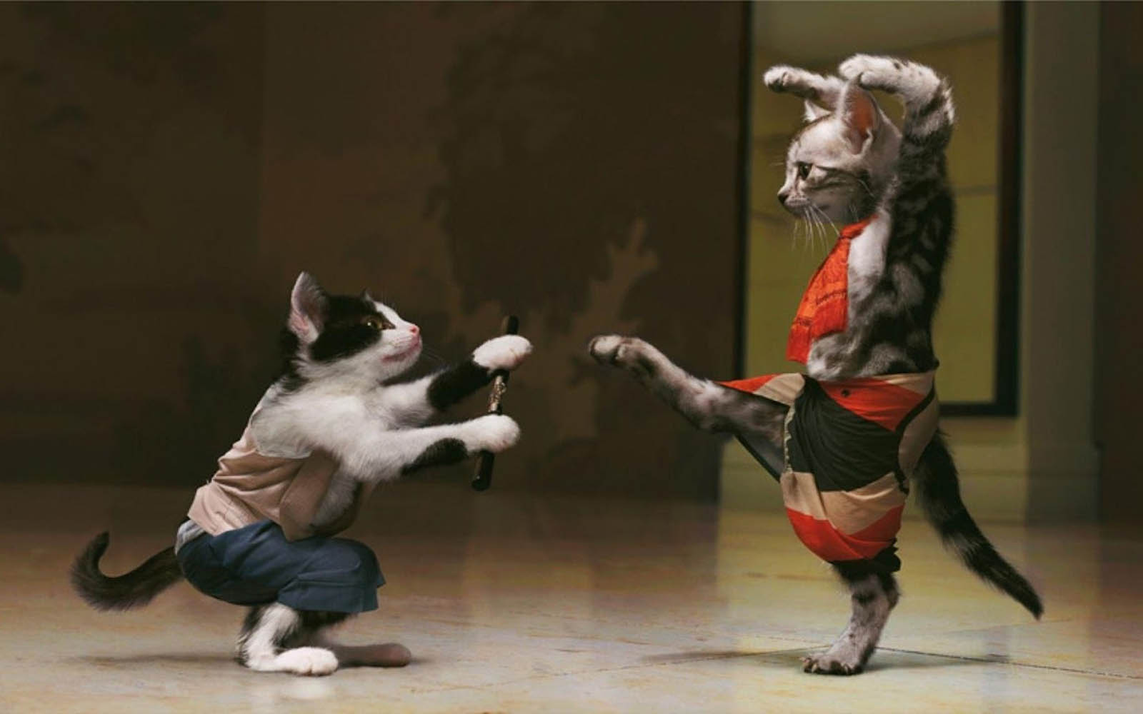 Wallpapers Funny Cats Fight Wallpaper HD Wallpapers Download Free Map Images Wallpaper [wallpaper684.blogspot.com]