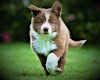 Border Collie dog history, breed information, characteristics of the collie breed, description, personality, teaching, common diseases and care.