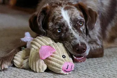 10 Best Dog Toys for Endless Fun - plush toys