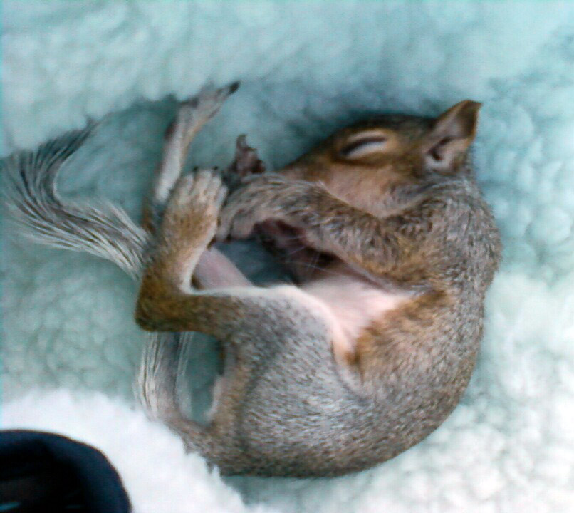 The News For Squirrels: Squirrel Facts: Mating and Birth