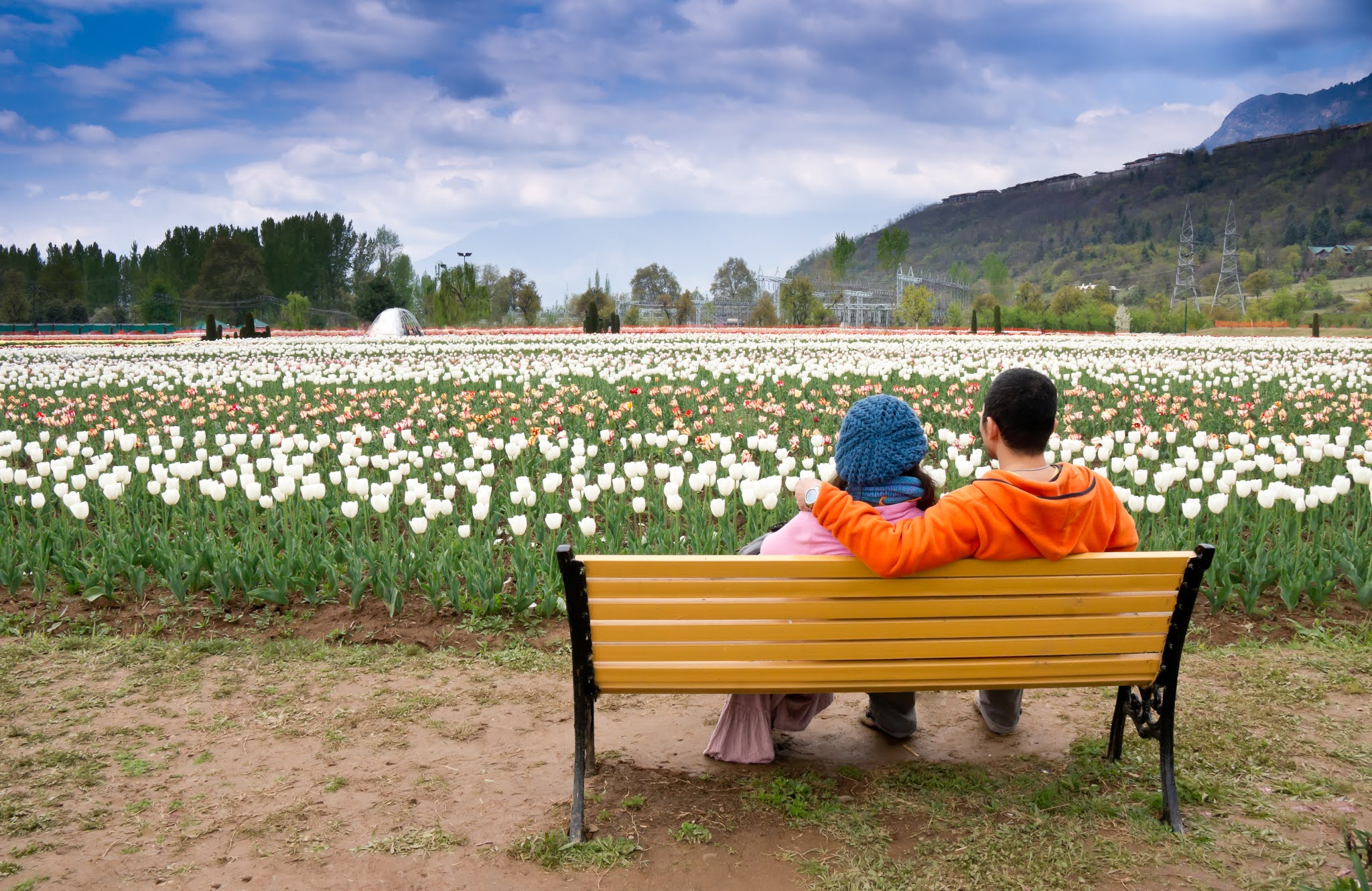 tulip gardens in Kashmir