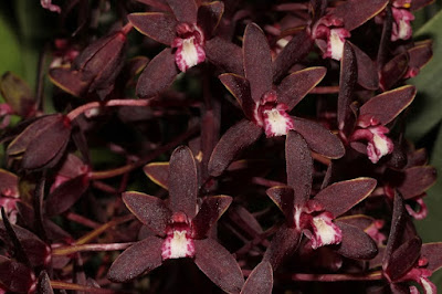 Cymbidium canaliculatum - The Channeled Boat-Lip Orchid care and culture