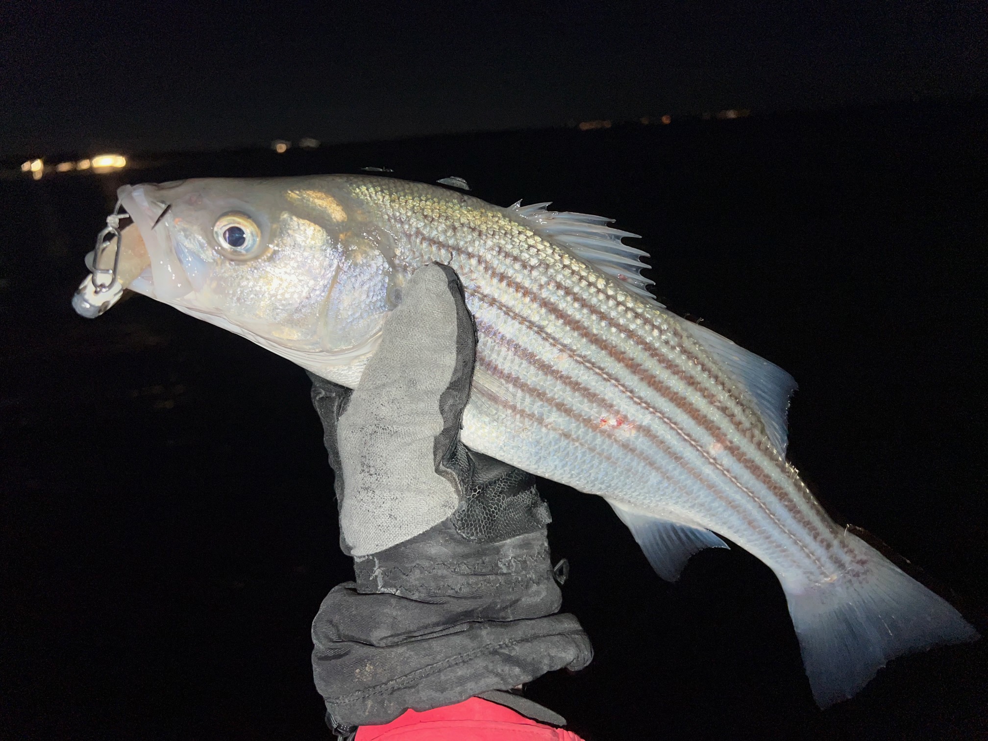 Rhode Island Striped Bass: 2023