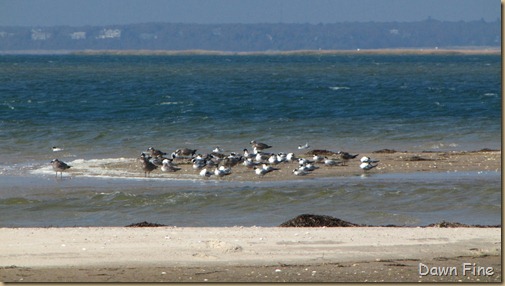 Birding south beach_082